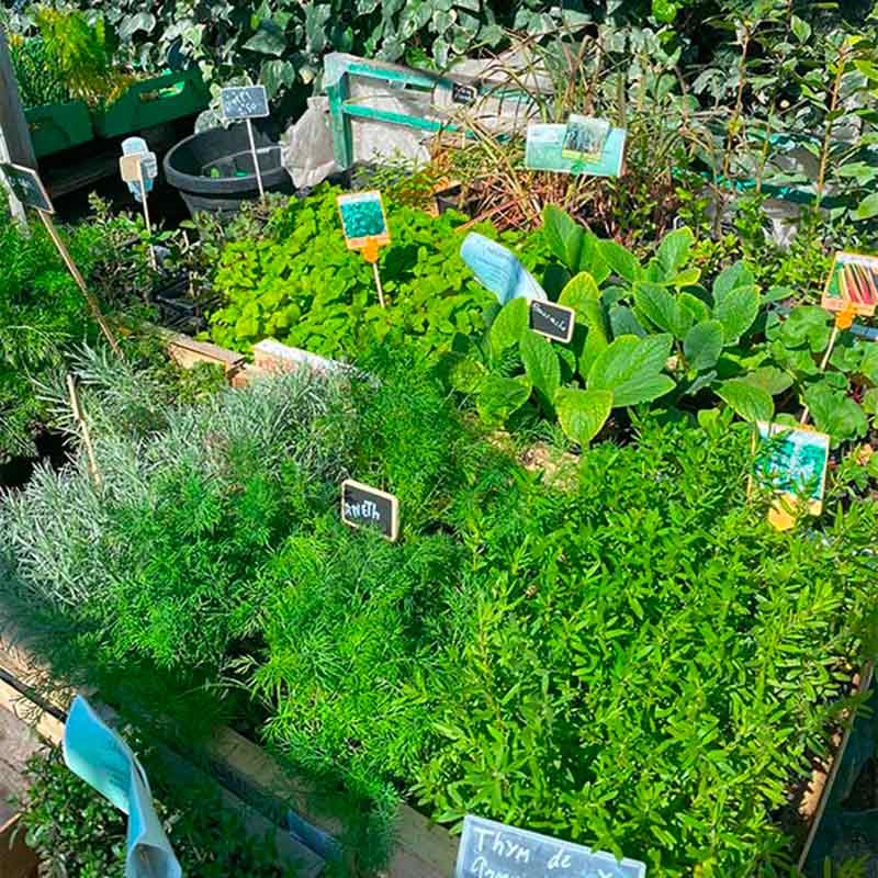 Le Jardin de Nadège - Potager et aromatiques