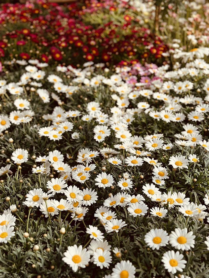 serre froide jardinerie