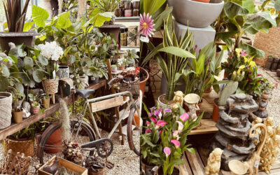 Plantes d’intérieur : que choisir pour la rentrée à Carpentras ?