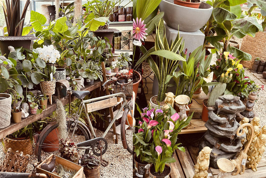 plantes intérieur carpentras