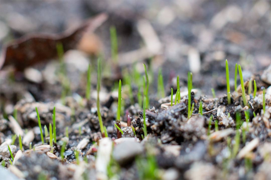 Semences à Carpentras : que semer en septembre au jardin ?