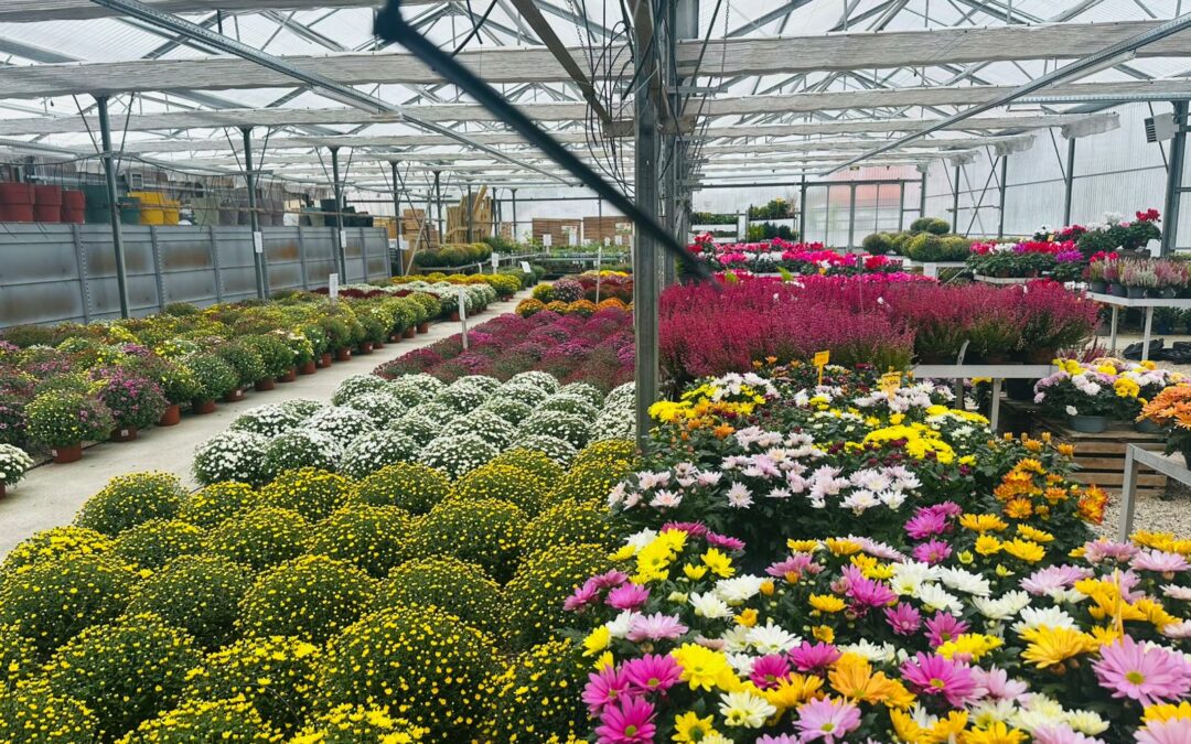 Plantes de Toussaint et chrysanthèmes: conseils et sélection locale à Carpentras