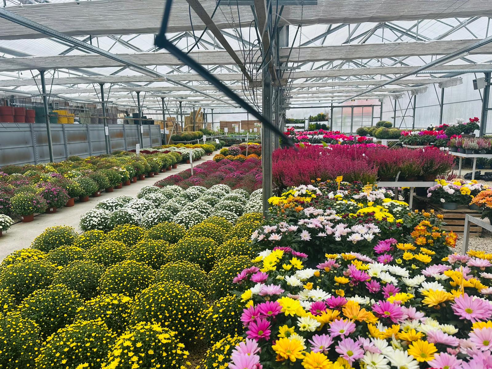 Plantes pour la toussaint à Carpentras