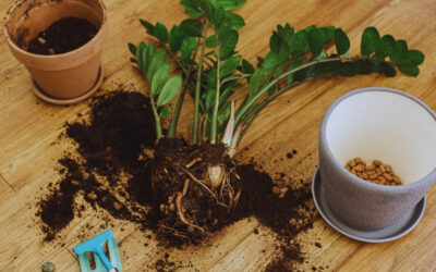 Protéger ses plantes pour l’hiver : gestes et produits essentiels