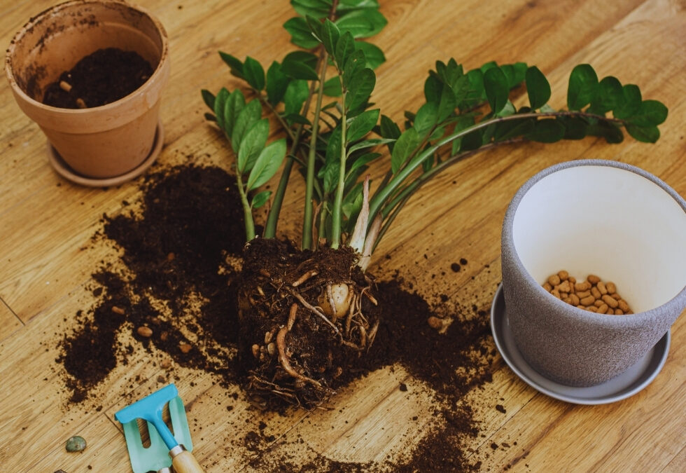 Protéger ses plantes pour l’hiver : gestes et produits essentiels