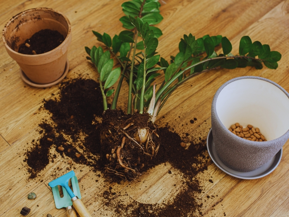 rempotage carpentras rempotage avant l’hiver