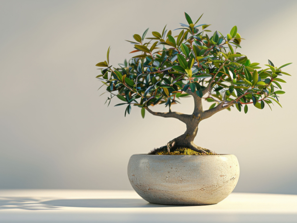 Idée de Cadeau_plantes_Vaucluse