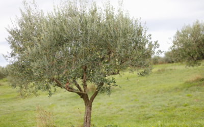 Les arbres et arbustes à planter en hiver pour préparer le printemps