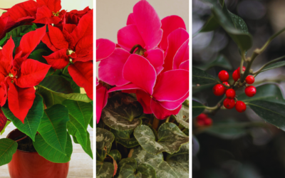 Les plantes idéales pour décorer votre table de Noël