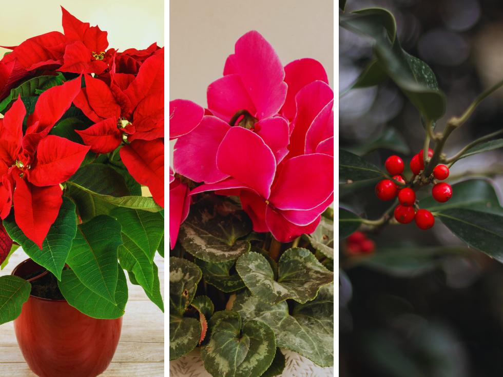 choisir ses plantes pour décorer sa table de noel