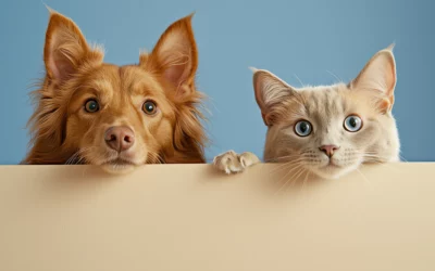 Bien-être du chien et du chat : les indispensables au quotidien