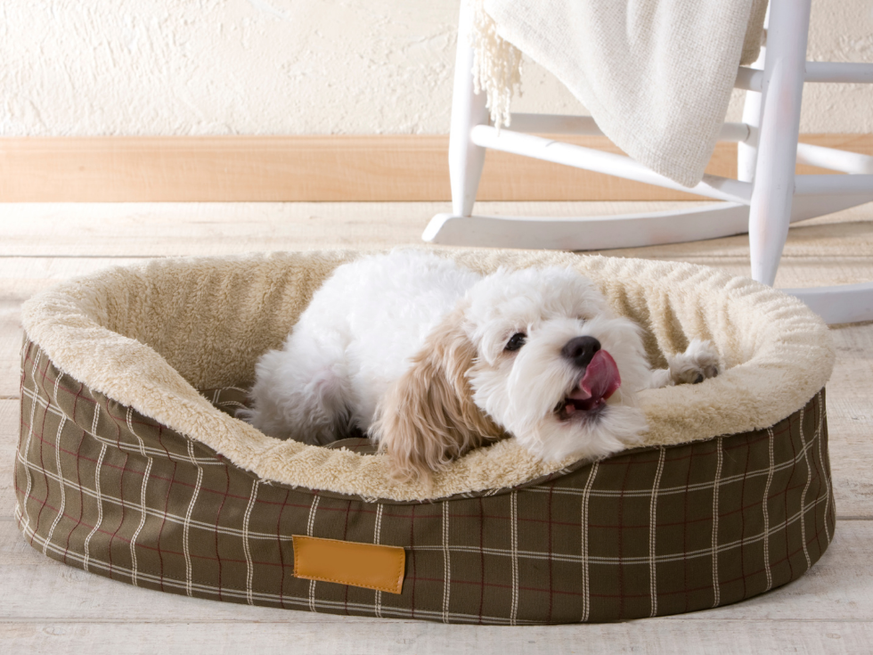 l'importance de bien choisir le couchage adapté à son chien ou à son chat le jardin de nadège à caprentras explique comment faire