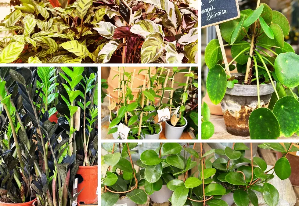 Et si une seule plante changeait tout dans votre salon ce printemps ?