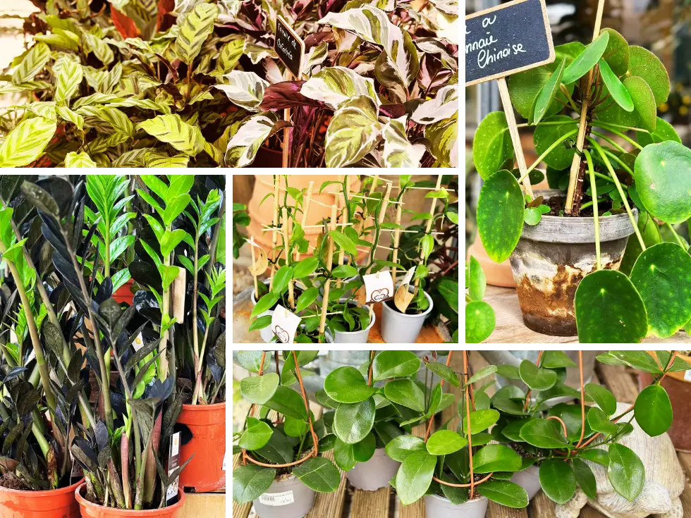 Plantes d'intérieur originales à retrouver à Carpentras au Jardin de Nadège
