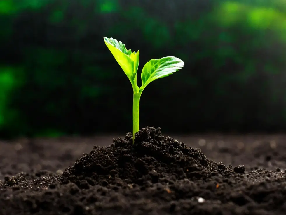 Améliorer son sol naturellement : une alternative aux engrais chimiques au jardin