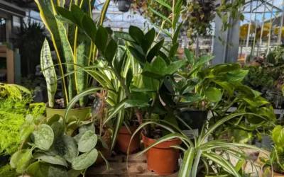 Plantes d&rsquo;intérieur faciles à vivre : la sélection de notre jardinerie à Carpentras