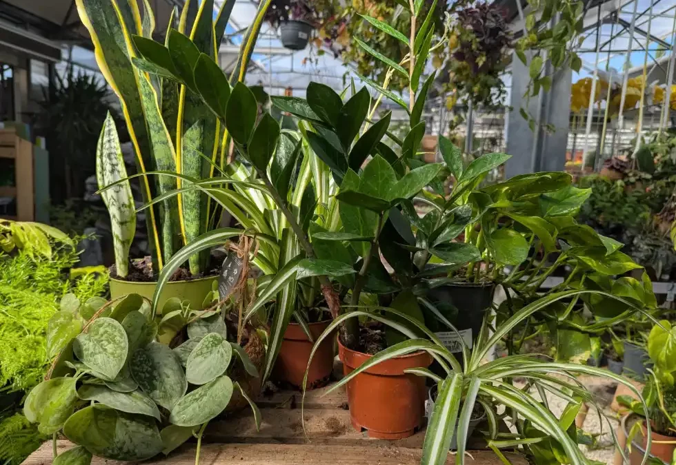 Plantes d&rsquo;intérieur faciles à vivre : la sélection de notre jardinerie à Carpentras