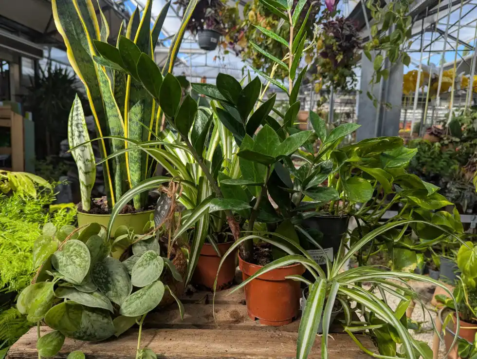 sélection de plantes d'intérieur faciles d'entretien au jardin de nadège à carpentras
