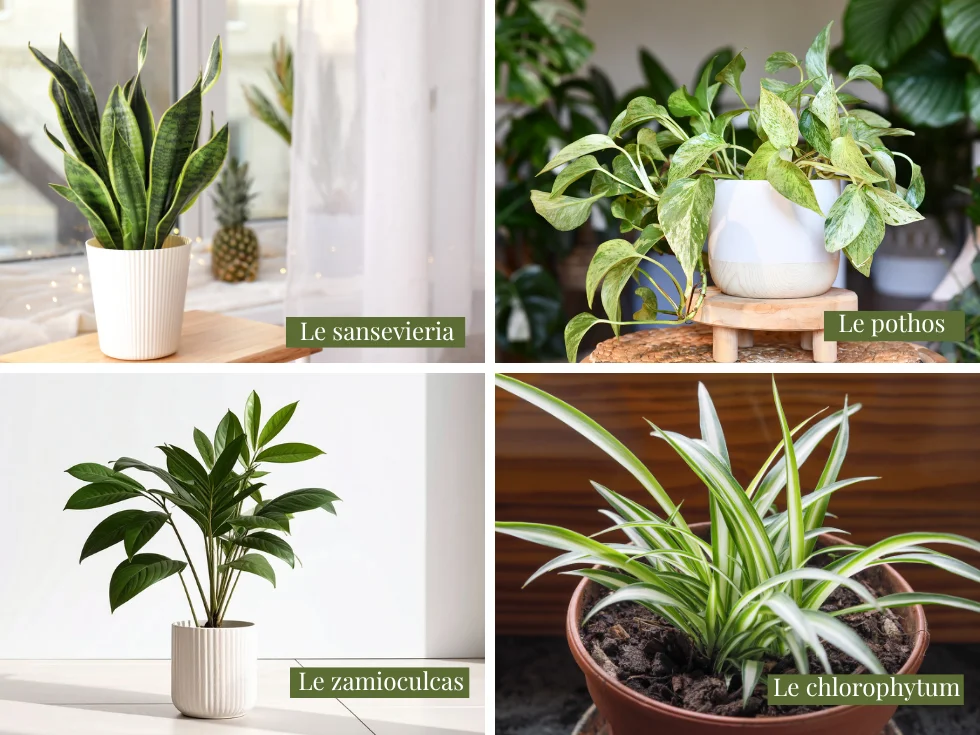 4 plantes d''intérieur faciles d'entretien à carpentras