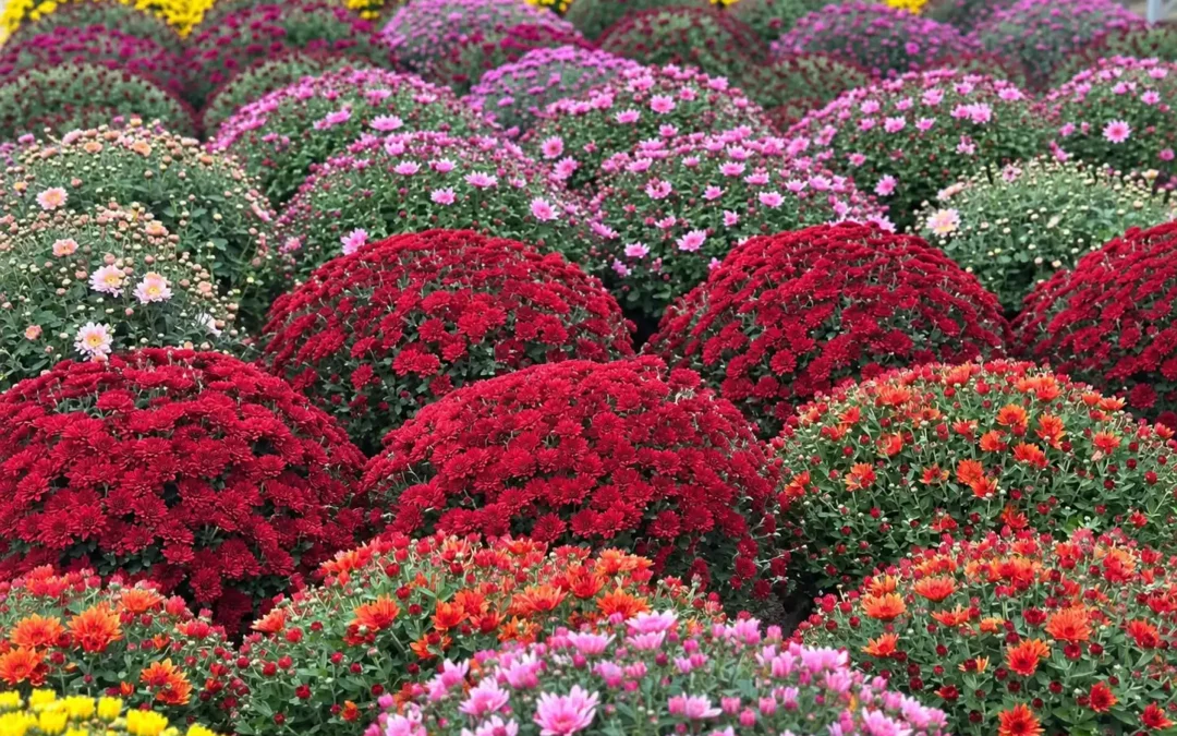 Fleurs de Toussaint : chrysanthèmes, compositions et livraison sur les tombes à Carpentras