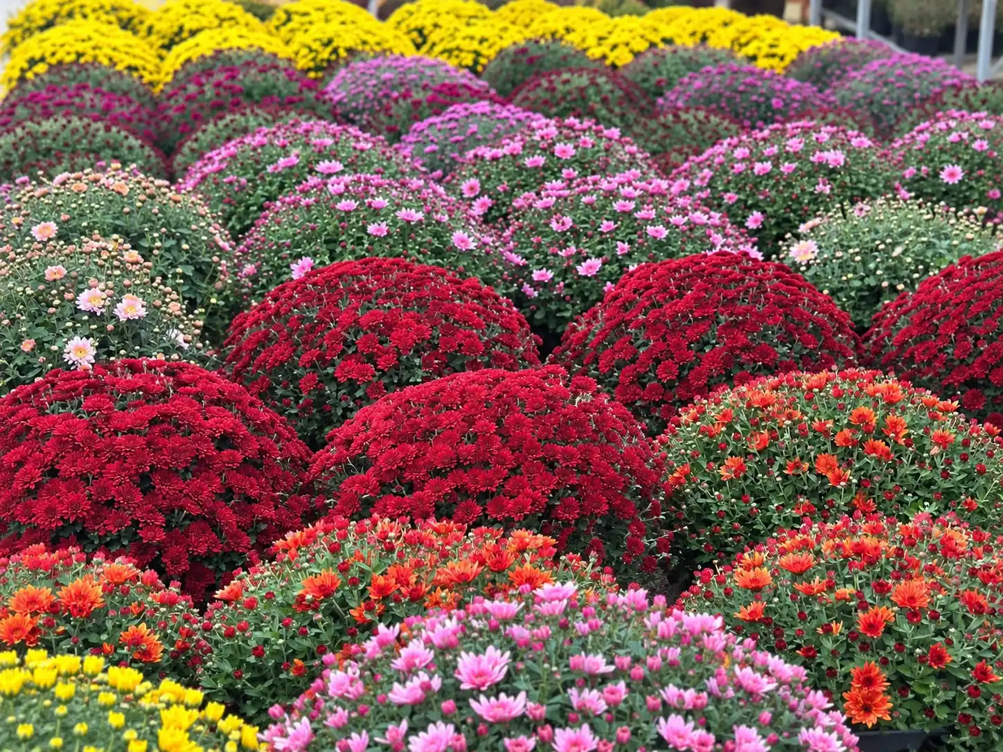 chrystanthemes pour la toussaint à Carpentras au jardin de nadege