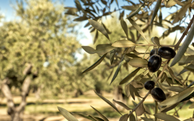 Les plantes méditerranéennes qui résistent à la sécheresse en Provence