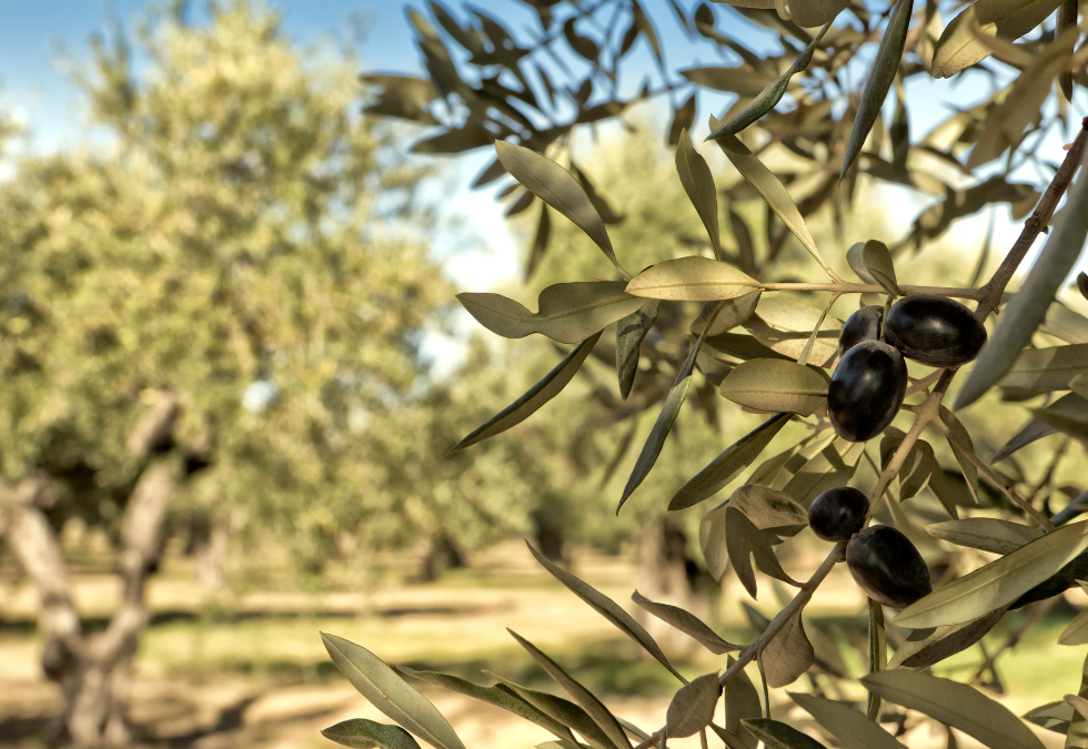 Les plantes méditerranéennes qui résistent à la sécheresse en Provence