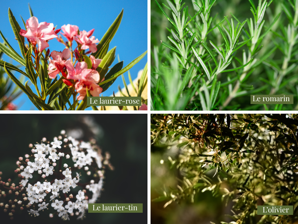 plantes méditerranéennes qui résiste à la chaleur à retrouver au jardin de Nadege