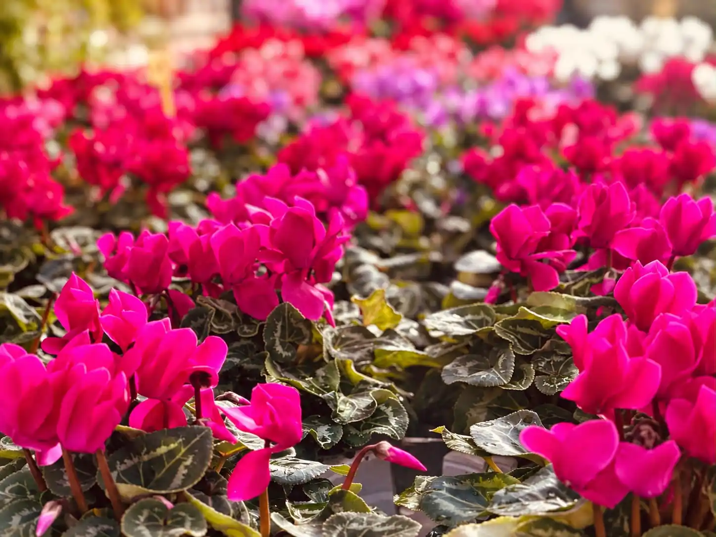 fleurir les tombes pour la toussaint à carpentras