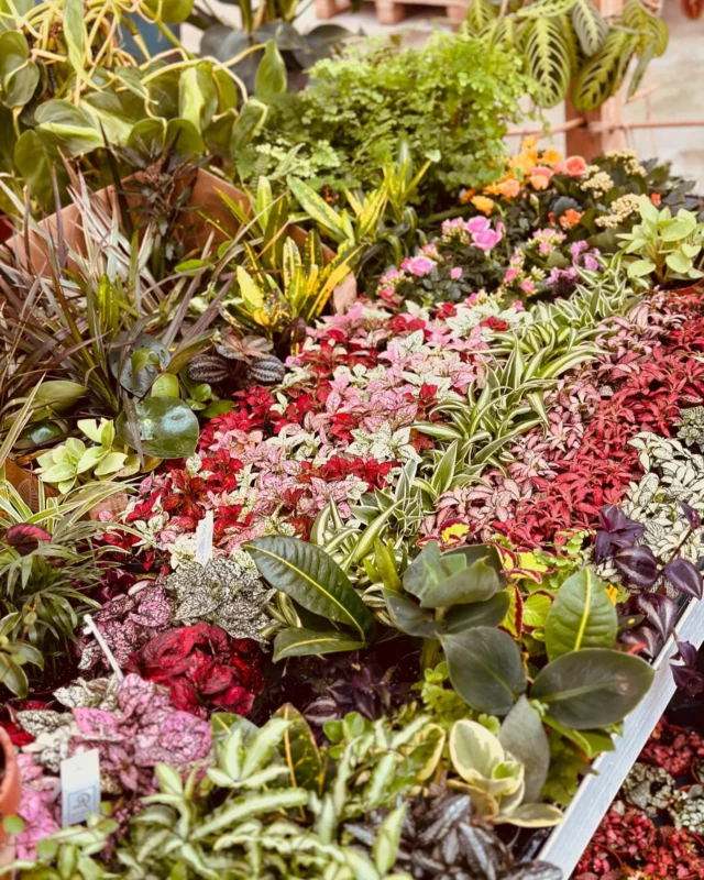 Un petit tour sur notre dernier arrivage Serre Chaude 🌿🌱

Quoi de neuf ?! 🤔

- nouvelles variétés plantes grasses bien coloré, et originale avec une suspension en début de floraison 
- de l’herbe pour le chat, au choix ! L’herbe pour la vidange ou l’herbe pour se gratter les dents 🐈🐈‍⬛😅
(Arrivage toutes les semaines)
- petites plantes vertes comme vous aimez (quand il y en a plus il y en encore ..!) 
- Petit établi sur le thème Jardin Anglais ☺️
Arrivage d’oxalis pourpre ou vert, streptocarpus, hortensia (toujours et encore) et exacum
- Grand établi vitaminé, vous trouverez des celosie cristata aux formes drapées !.. les gerberas très colorés, nouvelle variété de phalaenopsis à feuillage panaché , des callas aux couleurs chaudes .. et tout et tout et tout 

Bref … il faut venir venir faire un tour au Jardin de Nadège 😂😅

🕘 ouvert du mardi au samedi de 9h à 12h et de 14h à 19h et le dimanche et jours fériés de 9h à 12h et de 14h à 18h! 

@ très bientôt 🔜