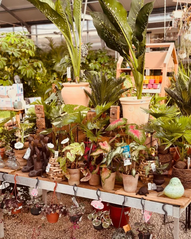 🌸 Aujourd’hui, on vous emmène faire un petit tour en terre chaude ! 🌿

Pour la Fête des Mamans, on a donné un bon coup de peps à notre serre intérieure… et ça vaut le détour !

Vous y trouverez :
🌿 Des plantes vertes de collection retravaillées par nos Soins 🙌
🌸 Des plantes fleuries dans tous leurs états
🪴 Des kokodamas à gogo, à suspendre ou poser
💐 De jolis hortensias, exacum, et même un nouveau Stpaulia panaché tout mignon
🌺 Des exotiques pour s’évader, en fleurs ou feuillages
🎨 Des bégonias panachés et mouchetés, pleins de caractère
🌳 Des bonsaïs pour l’intérieur ou le jardin
🌸 Des orchidées à n’en plus finir
💧 Et une belle sélection de plantes d’eau en verrerie, prêtes à offrir

Une ambiance bucolique, douce et pleine de couleurs, pour faire plaisir aux mamans (et à tous ceux qui aiment les plantes 🌿💚)

🎁 À découvrir en boutique, en famille, dès maintenant !

Pssssst ….. Restez connectés , le Jardin est fermé ce lundi mais les petites Mains de l’Atelier vous prépare les compositions de plantes à offrir ! 

⸻

📅 Ne manquez pas notre rendez-vous annuel !

🕘 Samedi 24 & dimanche 25 mai – ouverture non-stop de 9h à 19h
🍋 Citronnade offerte le samedi 24, de 10h à 18h
🌞 Un moment plein de douceur et de couleurs à partager ensemble !