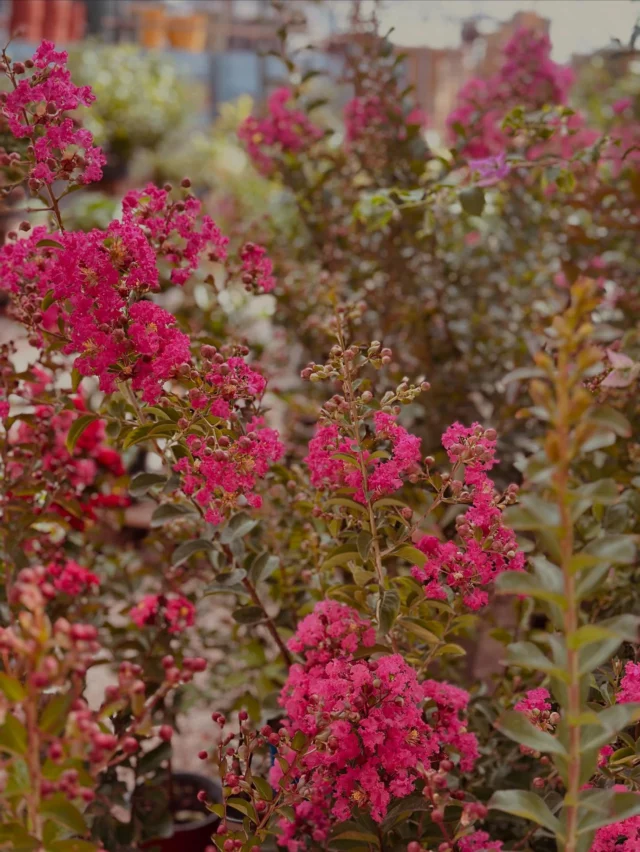 🌸 Couleurs tendres & jolis végétaux du moment 🌿

Le Jardin se pare de douceur :
des feuillages veloutés, des floraisons délicates,
des plantes d’intérieur apaisantes et des merveilles d’extérieur à (re)découvrir… ✨

Laissez-vous inspirer par notre sélection du moment 💚

📍 Le Jardin de Nadège
🕰️ Horaires d’été : 
Mardi au samedi : 9h – 12h / 15h – 19h
Dimanche : 9h – 13h
(fermé le lundi)

📸 Venez vite capturer la douceur de l’été… 🌷